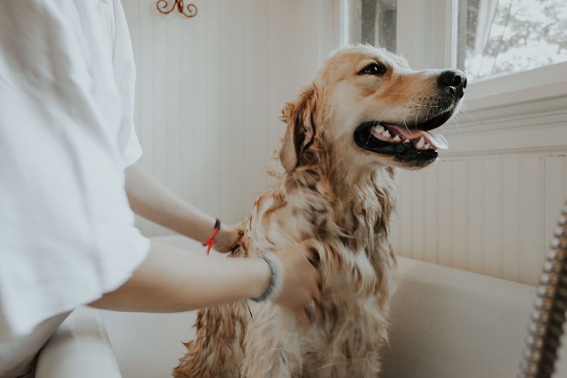 Short Hair Bath